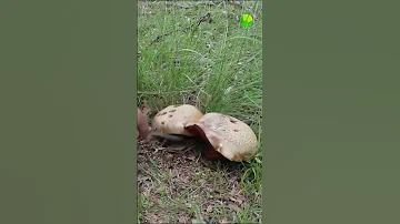 Сатанинский гриб