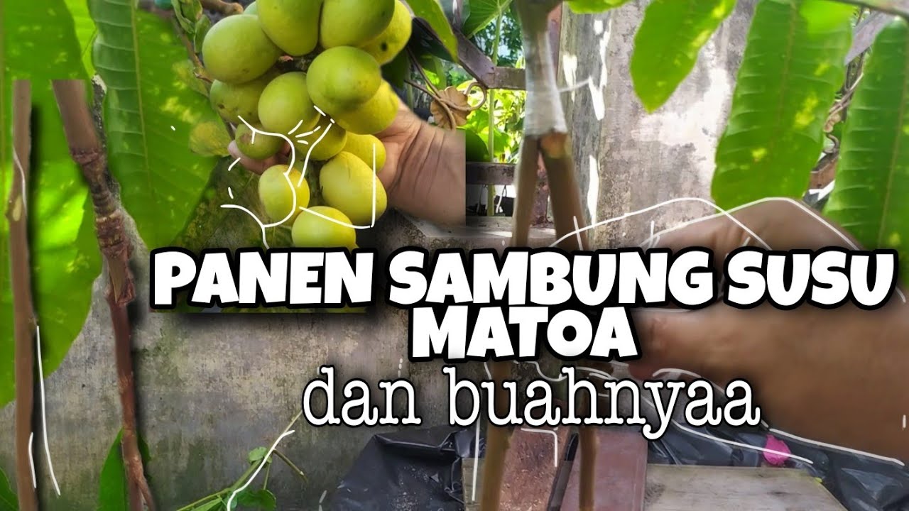 HASIL SAMBUNG SUSU MATOA KAKI GANDA UNTUK PEMULA
