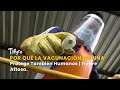 Por qué la Vacunación Bovina Protege También Humanos | Fiebre Aftosa -TvAgro por Juan Gonzalo Angel