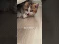 cat fans subscribe