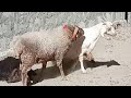 Wow ЁЯШ Amazing Male Sheep ЁЯРС First Time Romance With Female Goat ЁЯРР I Can T Believe It Yak VS Cow Wow ЁЯШ Amazing Male Sheep ЁЯРС First Time Romance With Female Goat ЁЯРР I Can T Believe It Yak VS Cow