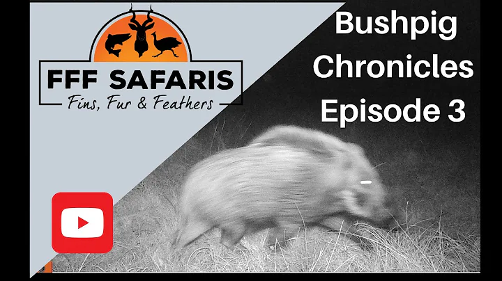 Bush pig Chronicles Episode 3 with FFF Safaris. #fffsafaris #hunting2020 #bushpig