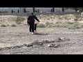 Police K9 dog training - steady to gunshot