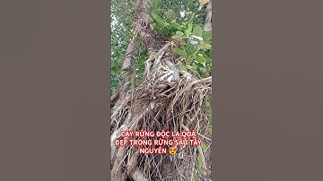 CÂY RỪNG ĐỘC LẠ QUÁ ĐẸP TRÊN TÂY NGUYÊN HÙNG VĨ ĐẮK LẮK.