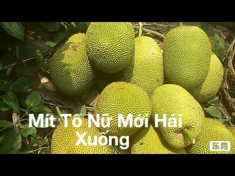 Cây Mít Tố Nữ và Mít Thái. Sai Trái | Pan B Tiến Dũng . Cây Mít Tố Nữ và Mít Thái. Sai Trái | Pan B Tiến Dũng .