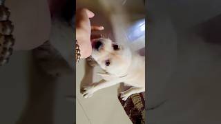He gone mad #trending #explore #relatable #doglife #dogvlog #dog #dogshorts #doglove #viralvideo