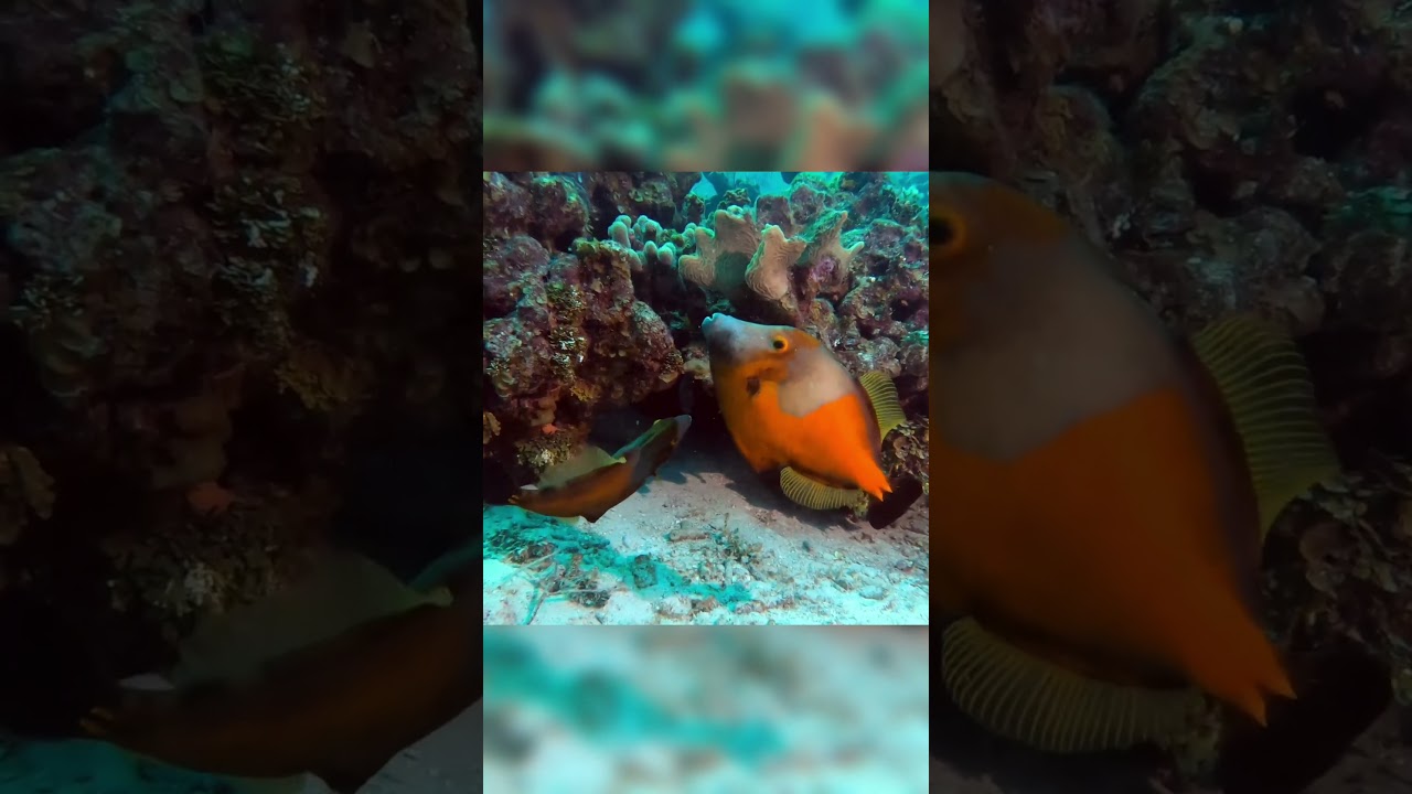 Mysterious color changing fish puts on beautiful display 