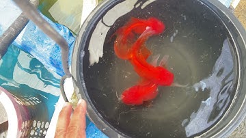 Phân biệt cá 3 đuôi trống và mái tại Trại Cá Cảnh dì Tư