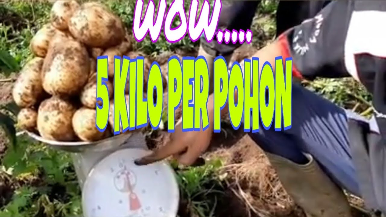 Panen Kentang 5 kg/Pohon 085338803113