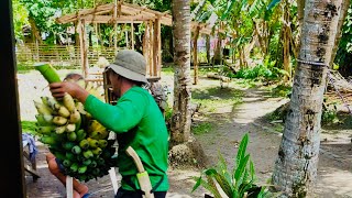 Buhay Probinsya Nag harvest kami ng Saging sa likod bahay| by Padi TV 67 views 2 months ago 4 minutes, 18 seconds