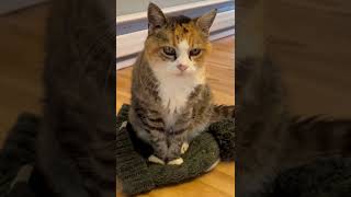 tiny cute n adorable senior torbie cats pets animals reels videos #shorts