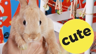 4 Ways To Recycle Your Stuff Into Rabbit Toys