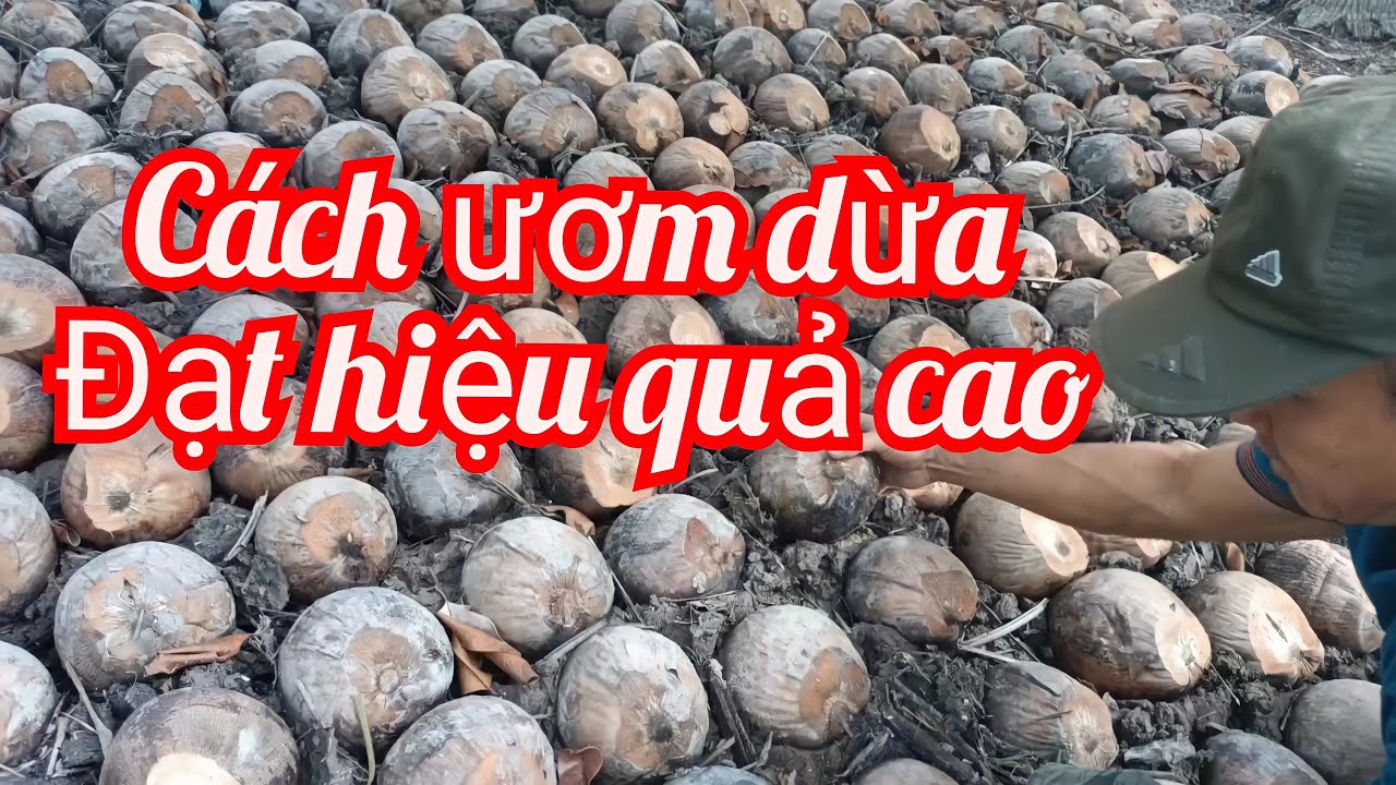 Cách ươm dừa xiêm giống ||công việc đầu năm mới của... - youtube