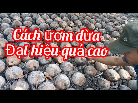 Video Cách ươm dừa xiêm giống ||công việc đầu năm mới của... - youtube