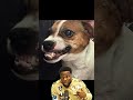 #jackrussellterrier #dogshorts #funny #kevinhart #cute #viral #fyp