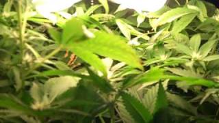 Kentucky's Best Grow Week 9 (Flowering Week 4)