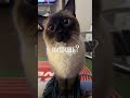 ТЕКСТ АААА #шипучка-гр #кошки #сиамскиекошки
