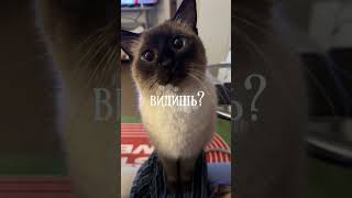 ТЕКСТ АААА #шипучка-гр #кошки #сиамскиекошки