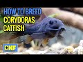 How to breed corydoras catfish