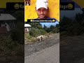 Karna kya chahte Hai ye dogs😂 #funny #comedy #trandingreaction #dog #funnypost #funnycomment