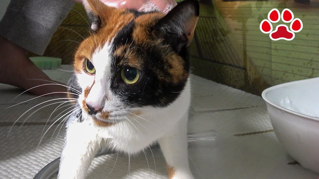 みけ風呂 瀬戸の三毛猫日記 Youtube みけ風呂 瀬戸の三毛猫日記 Youtube