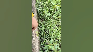 Cây si sau 7 tháng nằm cạnh bờ tường #bomkaocayxanh #caycanhmini #caybotuong