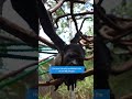 BBC David Attenborough 'Mammals' featuring our work!