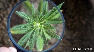 Homegrown Episode 3 - How to Control Pests and Protect Your Cannabis Plant