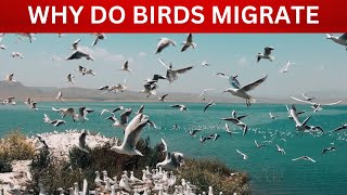 "Birds Migration : Timing, Routes, and Destinations"