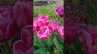 Varietal tulip 10 Latvia Farm