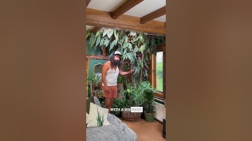 Could This Be The Worlds Biggest Begonia Maculata?!