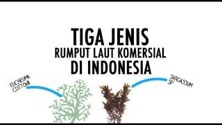 Jenis Rumput Laut Potensial