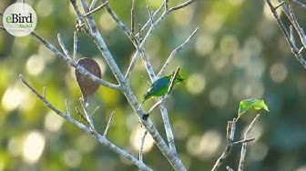 papa-capim-preto-e-branco - eBird