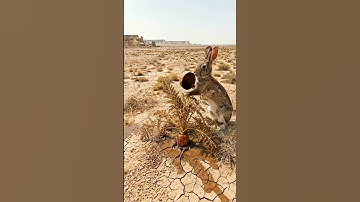 Rabbit saved the carrot plant from drying up by watering it 😭 #ai #save #tree #rabbit