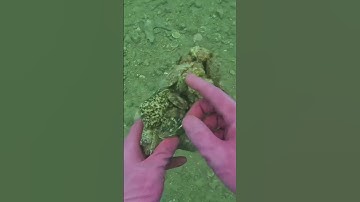 Con bạch tuộc xấu số | Cảnh 86 #lặnbiển