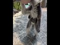 В зоопарке Белгорода родились два лемура