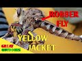 Robber fly vs yellow jacket