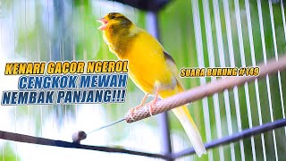 SUARA BURUNG |149| Kenari GACOR PANJANG INI Cocok untuk Masteran KENARI PAUD dan Kenari Macet BUNYI
