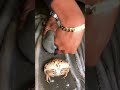 How to Cut and Clean an Octopus Like a Pro 🐙
