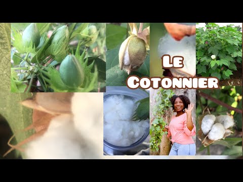 Vidéo: Cotonnier Effacé