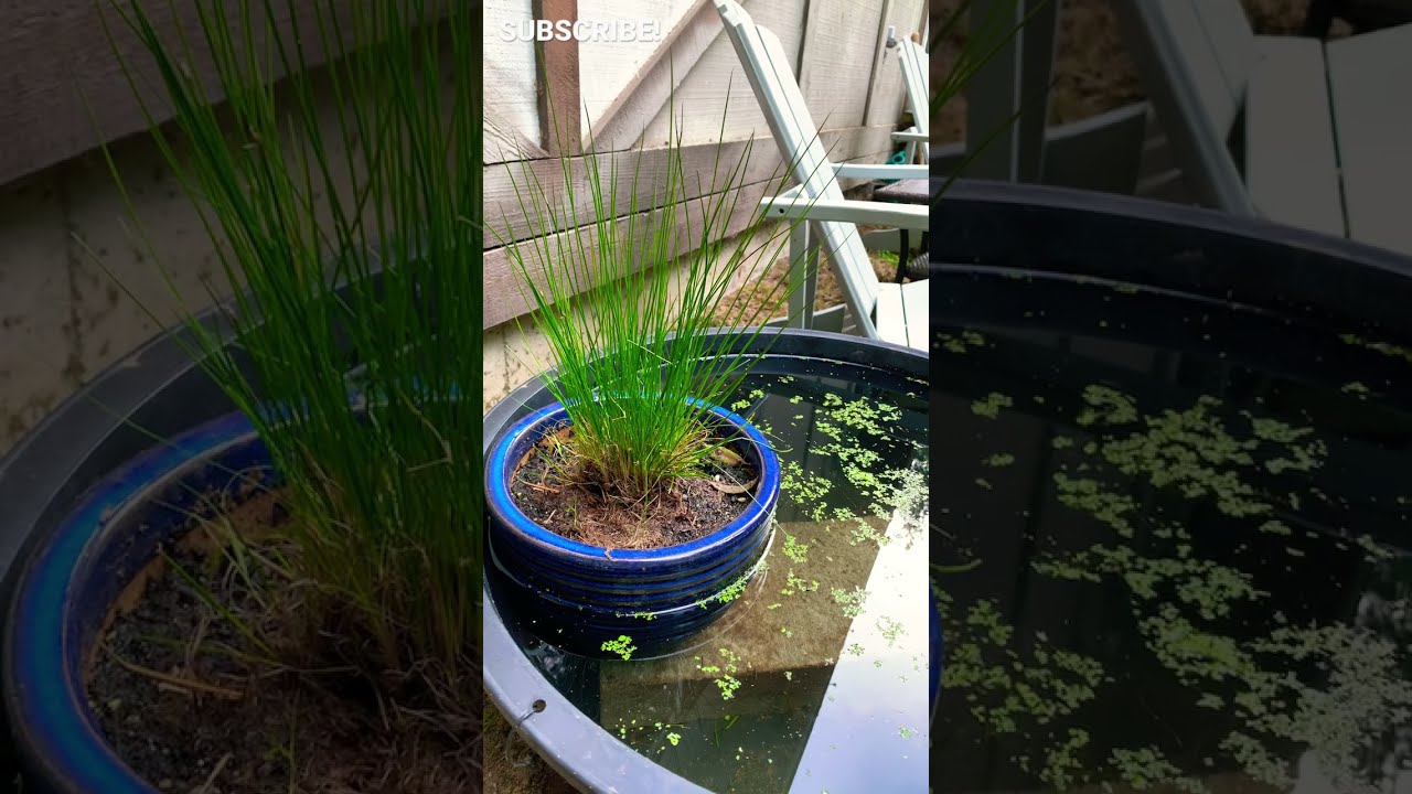 DIY No Filter Mini Pond 