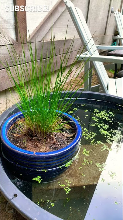 DIY No Filter Mini Pond!!!