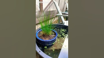 DIY No Filter Mini Pond!!!