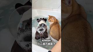 Самый милый щенок слишком бурно реагирует на крошечный пузырь! 😳😂 #шорты