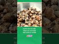Người dân ven biển nâng cao thu nhập nhờ nuôi ốc hương #nongnghiepmientay