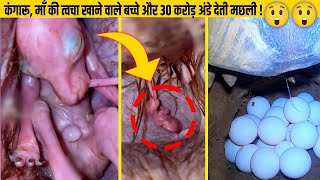 Most Extreme Births In The Animal Kingdom