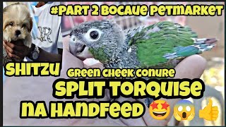 #part2 #bocaue petmarket#split torquise na green cheek conure ni boss yobb 😱🤩#shitzu ni kuya one👍 by jake ajusi 1,985 views 1 month ago 20 minutes