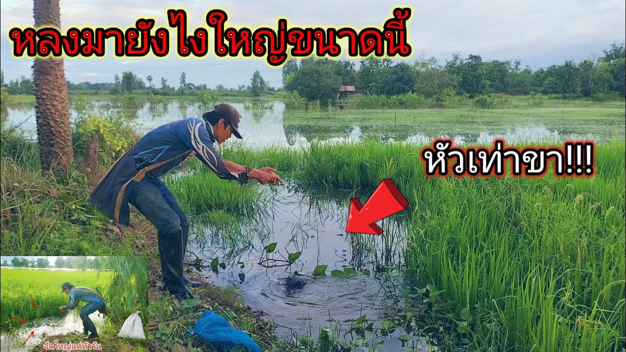หัวเท่าขา!!ยักษ์ใหญ่แห่งท้องนาไม่คิดเลยว่าหมายน้ำใสๆใกล้บ้านแบบนี้จะมีตัวใหญ่ๆซ่อนอยู่