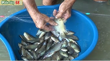 Thả lưới bắt cá rô mùa nước nổi ở Miền tây | Fishing VIETNAM