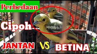 Perbedaan anakan sirtu/cipoh jantan dan betina
